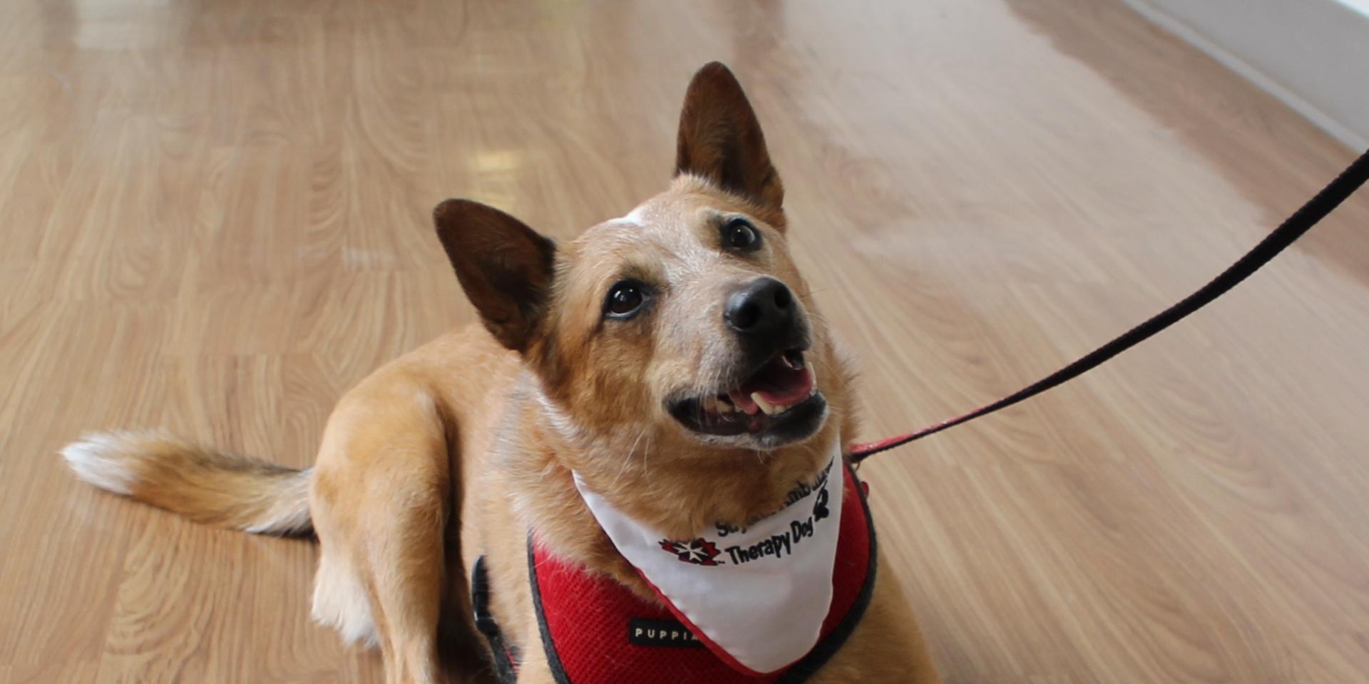 Pablo the St. John's Ambulance therapy dog pictured in a hospital hallway 