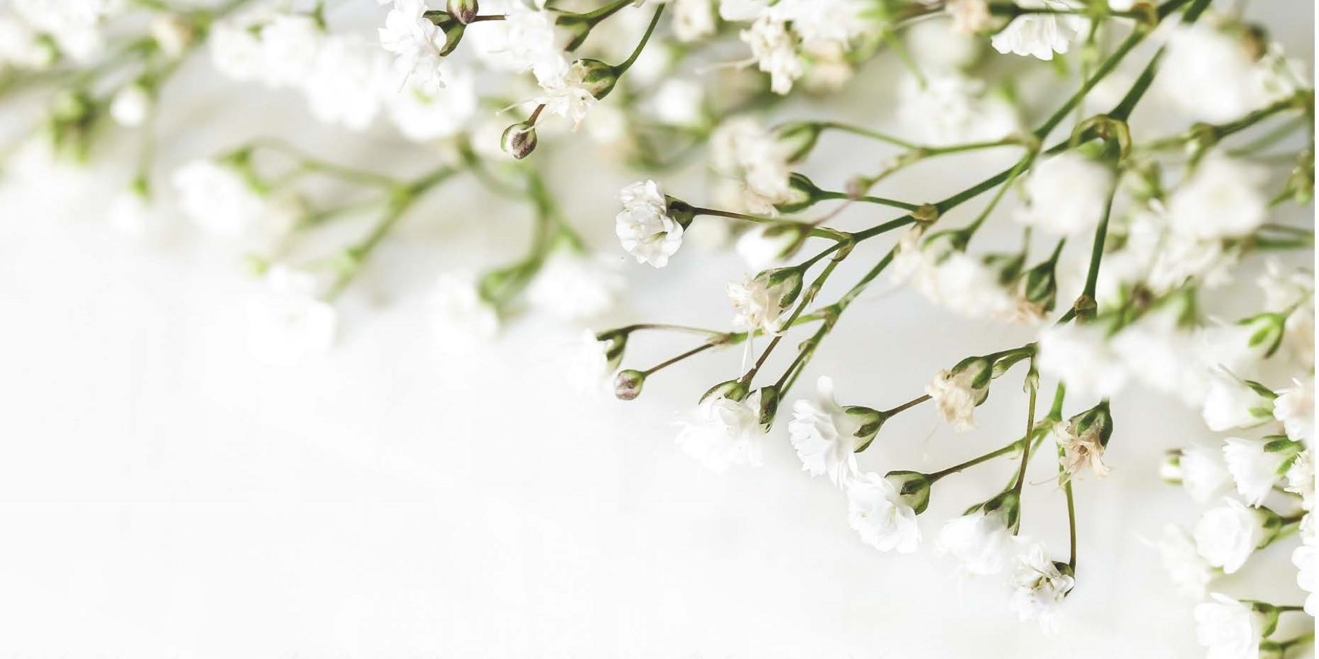 The white blooms of baby's breath